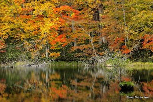 蔦沼の紅葉