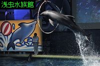 浅虫水族館